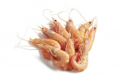 Le Termer - Crevettes roses 40/60