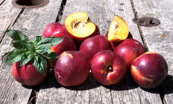 La Boite à Herbes - Nectarine jaune bio 1 kg