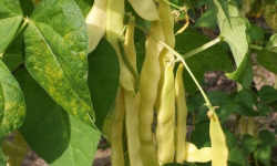 Nature et Saveurs - Ferme Aquaponique et Permacole Astérienne - Haricot plat beurre – douceur et croquant en or clair