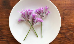 Le Jardin des Antipodes - Fleurs De Tulbaghia