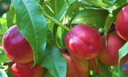 L’Oliveraie du Coudon - PLATEAU DE NECTARINE C2