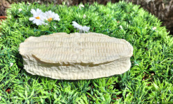 La C'lait des champs - Cabris blanc 150g