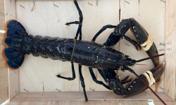 Le Termer - Homard Bleu Vivant 800grs