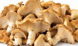 Naturélium - Pieds de mouton frais sauvages
