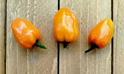 Nature et Saveurs - Ferme Aquaponique et Permacole Astérienne - Piment Habanero frais - 100g