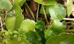 Rébecca les Jolies Fleurs - Herbe fraiche : Nombril de Venus