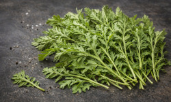 Nature et Saveurs - Ferme Aquaponique et Permacole Astérienne - Jeunes feuilles de Chrysanthème des moissons — Intensité végétal