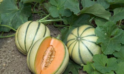 L’Oliveraie du Coudon - MELON CHARENTAIS CAL 15( 2 pieces )