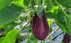 Le Pré de la Rivière - Aubergine zebrée Bio 1,5kg - Origine France