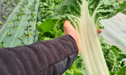 La Ferme de Goas Per - Blette bio - 5kg
