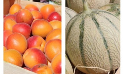 Domaine Reverchon - Melon du Vaucluse x 2 + 2 kg Abricots