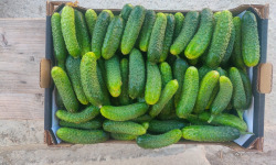 Ferme de la ville basse - Cornichons  Bio Fin frais
