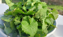 Rébecca les Jolies Fleurs - Herbes fraiches : alliaire