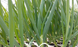 Nature et Saveurs - Ferme Aquaponique et Permacole Astérienne - Oignon Ciboule Ishikura Long White