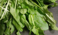 Rébecca les Jolies Fleurs - Oseille sauvage