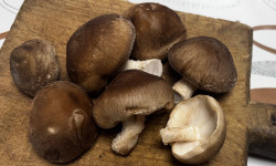 Champignons du Périgord - Shiitakes déshydratés séchés | cultivés en Corrèze | 50g