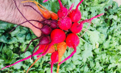 Maison Argentain - Mini-betteraves Choggia Botte