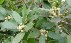 Naturélium - Laurier feuille - botte de 150g