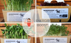 Ma Micropousse culinaire - Pack Energie Boost (Tournesol, Pois vert, Kale, Amaranthe) 200g