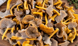Naturélium - Chanterelle grise sauvage fraîche