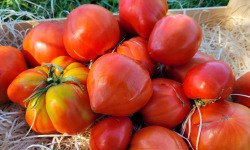 Le Pré de la Rivière - Tomate bio véritable coeur de Boeuf 1kg - Origine France