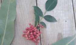 HERBA HUMANA - Poivre de Sichuan frais - 17g