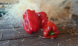 Les Jardins de Gérard - Poivron rouge Bio - 500 g