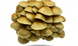 Naturélium - Le nameko 500g