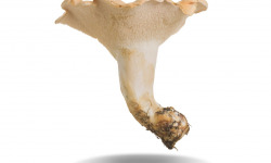 Naturélium - Le pied de mouton sauvage 1kg