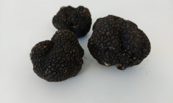 ALENA la Truffe d'Aquitaine - Truffe d'été (tuber aestivum) fraîche - 100 g