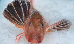 Godaille de l'Armement Cherbourgeois - En Direct du Bateau - Grondin Perlon Tombe Vidé - Pièce De 1 Kg
