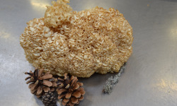 Trapon Champignons - Sparassis Crépu - 1kg