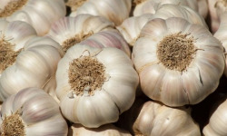 La Ferme de Goas Per - Ail bio - 6 Tête