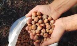 LES VERGERS DE BRAVONE - NOISETTES 5KG