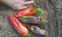 HERBA HUMANA - Piment Numex Big Jim - 500g