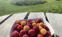 Ferme Sinsac - Framboises fraiches en barquette de 125 grs