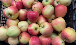L’Oliveraie du Coudon - POMMES 9KG ( gala ou equivalent )