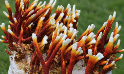 Naturélium - Reishi bois de cerf déshydraté bio