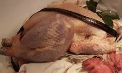 Des Poules et des Vignes à Bourgueil - Coqs Géline de Touraine (x6)