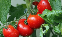 Les Jardins de Mondpa - tomates rondes st pierre