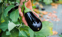 Maison Argentain - Aubergine Noire - 900g