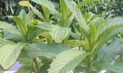 Nature et Saveurs - Ferme Aquaponique et Permacole Astérienne - Menthe tunisienne — fraîcheur intense et caractère oriental