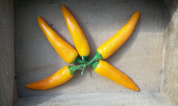 HERBA HUMANA - Piment frais frais Bulgarian Carrot