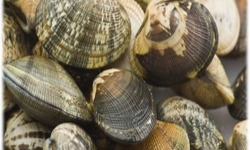 Camargue Coquillages - Palourdes Blanches de Camargue Grosses 5kg - Pêche Artisanale et Responsable