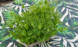 Nature et Saveurs - Ferme Aquaponique et Permacole Astérienne - Micro Pousses de Petit Pois à Vrilles
