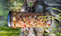 L'OLIVERAIE DU COUDON - SALADE DE FRUITS DE MER # PRODUIT PRESTIGE  1350Gr