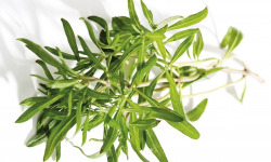 Nature et Saveurs - Ferme Aquaponique et Permacole Astérienne - Sarriette Fraiche