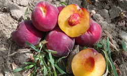 Massot Delphine et Garrigue Marc - Peches jaune BIO du Roussillon
