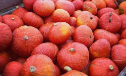 Domaine Reverchon - Potimarron lot de 5Kg