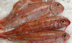 Notre poisson - Rouget Barbet écaillé vidé 300/500g en lot de 2kg